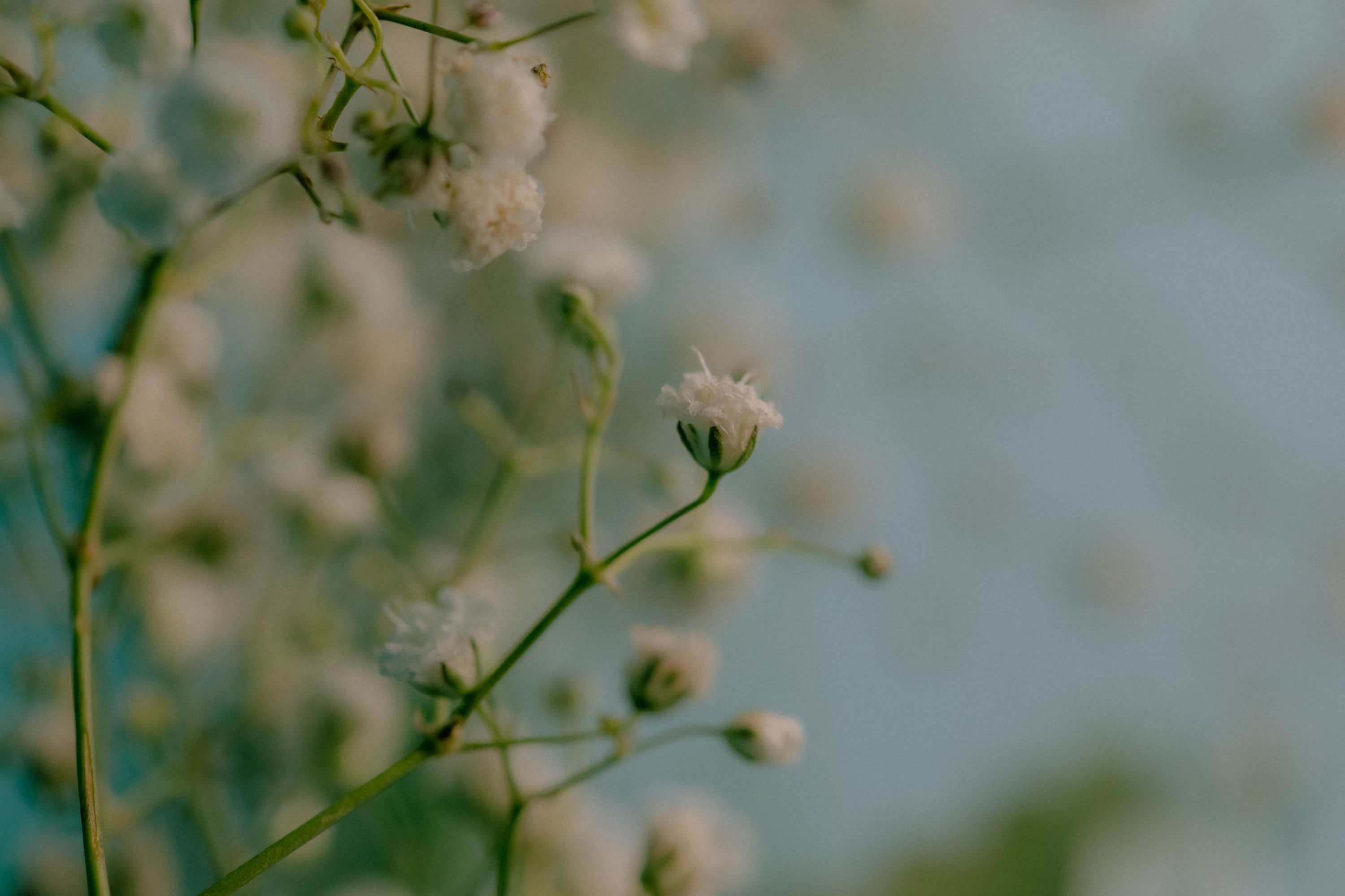 Delicate flowers taped to a wall.