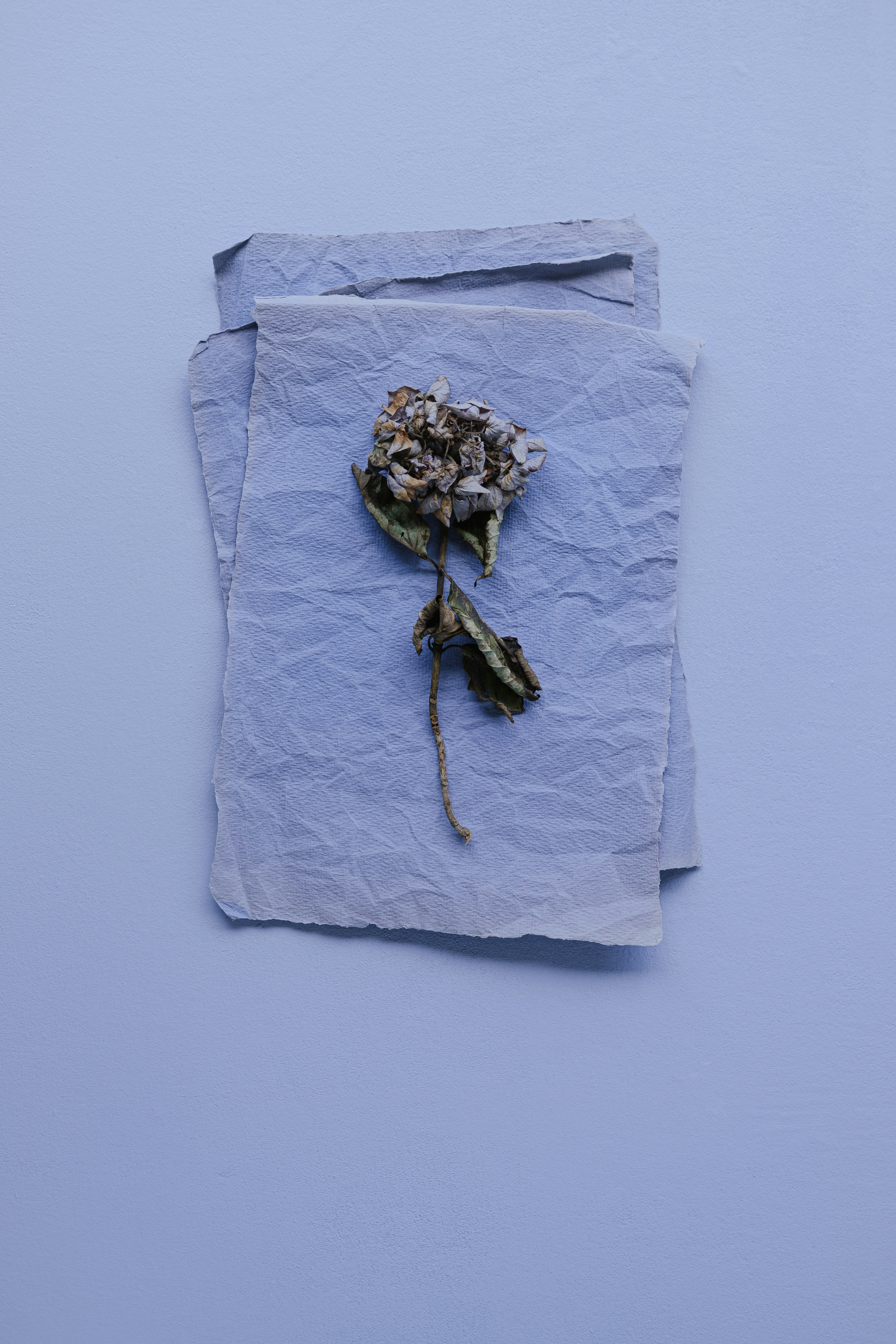 A dried flower rested upon wrinkled pieces of cloth paper.